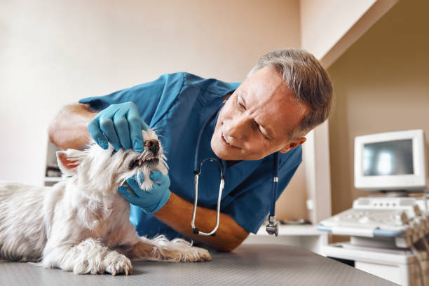 Best Root Canal Emergency Dentist  in Chesterland, OH